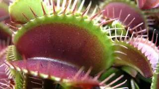 Venus Flytrap of Desire - After hours