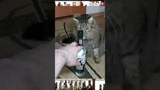Кот бесогонит  