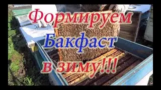 ФОРМИРОВАНИЕ ГНЕЗДА  БАКФАСТА ДЛЯ  100% ЗИМОВКИ.Beekeeping.🔥🔥🔥