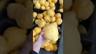 MASSIVE ITALIAN LEMONS! 🍋