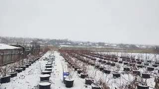 Начали зачистку клубники. Зимовка голубики. 21.01.24 г. Ставрополь