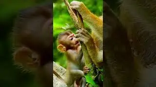 Baby monkey Rainbow