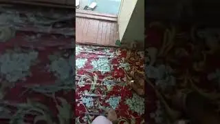 Уз кизи дадасини ушлаволди