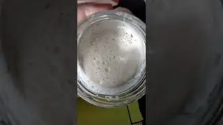 Masa madre día 2