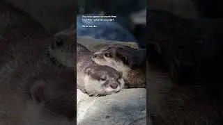 Otters snooze together 💤