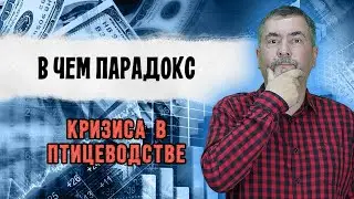 В чем парадокс кризиса в птицеводстве