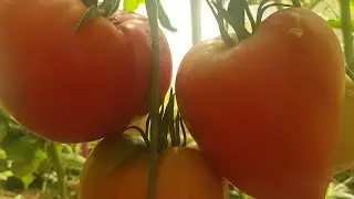 Обзор томатов по сортам в моей теплице на 18 июля 2024 🍅🍅🍅