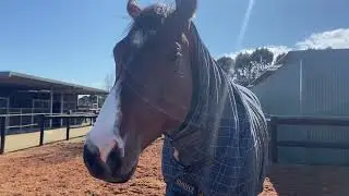 A Horsie
