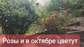розы в моём саду продолжение