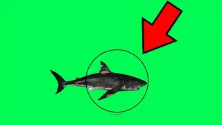 Shark swim in circle on Green Screen - Shark swim in circle on Chroma key no Copyright