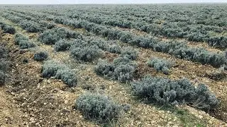 Морозы и сырость в марте, как погода влияет на медоносы