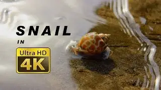 Snail in 4k Free Stock Footage