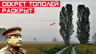 Зачем в СССР везде сажали тополя? Секрет раскрыт!