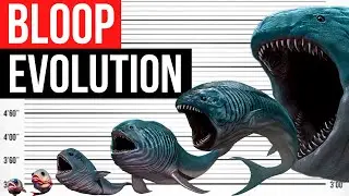 Evolution Of BLOOP | Life Cycle