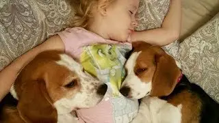 Cute Dogs Hugs Child Because They Don't Want to Wake Up From Bed