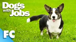 Dogs With Jobs | S5E12: Jassel, Ingrid & Hogan | Full Animal Documentary TV Show | FC