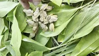 cook river snails in the forest to survive on the river cooking medicinal food