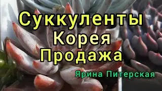 Суккуленты Корея.Наконец-то!🙈Анонс 9