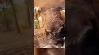 Дикий олень напал на машину  🦌 😳