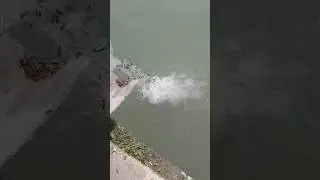ЗАРЫБЛЕНИЙ МАЛЁК САЗАНЧИКОВ #shortsyoutube #fishing #видеорыбалка