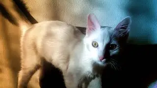 🐱 KEDİM PAŞA SEVİLMEK İSTİYOR 💛 PAŞA THE CAT 🐱