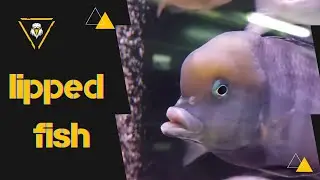 very interesting FISH