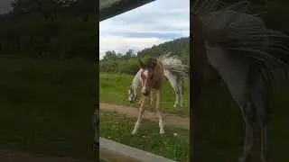 #жеребёнок