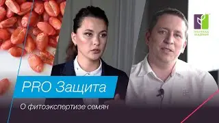 Фитоэкспертиза семян полевых культур| PRO Защита