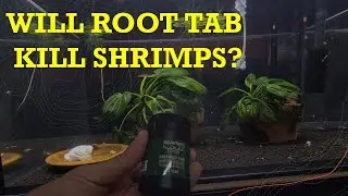 Will Root Tab Kill your Caridina Shrimp