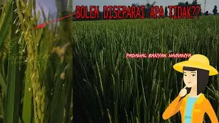 PADI KELUAR MALAI, BOLEH ATAU TIDAK DI SEPRAI??