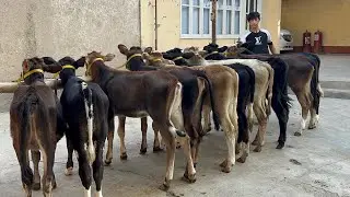 Yoshģunajinlar+99895.842.33.34 +99894.502.15.62 sõraganlarga kõring