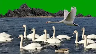 the most beautiful swan in the world / green screen effects , swan family resing in water and sound