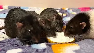 Крысиная стая дружно кушает. #animal #животные #rat #крысы #крысята