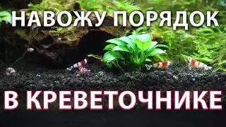 Креветочник. Делаю уборку и развожу грязь!
