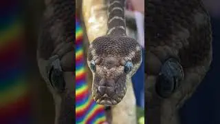 Curious snake