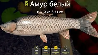 ЖЕСТЬ! ПОЙМАЛ БОЛЬШОГО АМУРА НА 8.500 КГ НА СТАРОМ ОСТРОГЕ! ПОЙМАЛ РЕДКИЙ ВИД?!  РУССКАЯ РЫБАЛКА