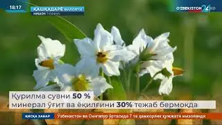 🥦 Чўлда картошка ва брокколи карами етиштириб, даромад кўраётган тадбиркор