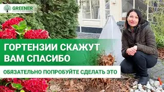 Простой СЕКРЕТ УХОДА за гортензией зимой, который работает!