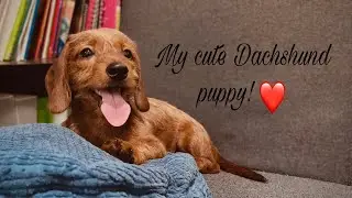 Meet Siri | 4 months old dachshund puppy | cuddly dachshund