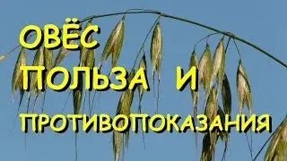 Овёс. Лечебные свойства и противопоказания.