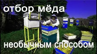 Selection of honey in an unusual way before the main bribe