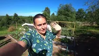 Обзор огорода и первый урожай порадует не только нас