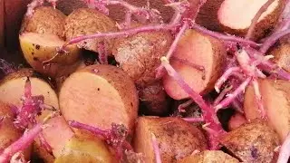 🥔🥔ЧЕМ ОБРАБОТАТЬ КЛУБНИ КАРТОФЕЛЯ ОТ ВРЕДИТЕЛЕЙ И БОЛЕЗНЕЙ ПЕРЕД ПОСАДКОЙ. СПРАШИВАЕТЕ - ОТВЕЧАЮ