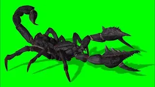 Green screen Scorpion animation all animation