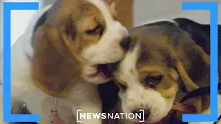 Pet communicator helps animal owners to understand their pets | Morning in America