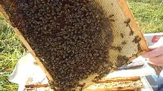 🐝🐝🐝 Контроль пчелосемей на наличие кормов, маток 🐝🐝🐝 Сборка гнёзд🐝🐝🐝