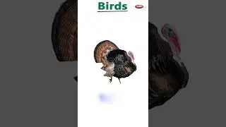 Birds Name in English | Basic English Learning | Birds Name