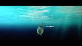 Rabbit Inflation