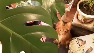 Цветы на окне