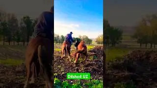 @ABROR_UZ